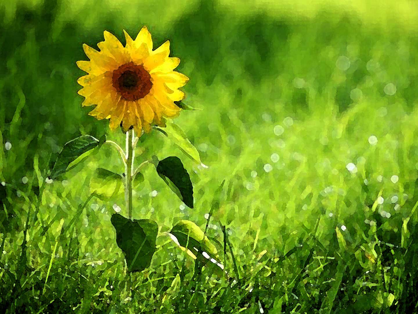 Sonnenblumen